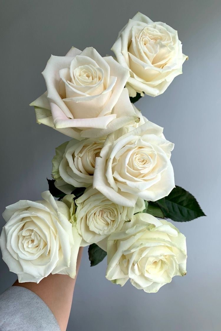 White_Roses_1.jpeg