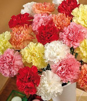 Classic Carnations