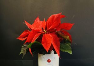 Rudolph's Red Poinsettia