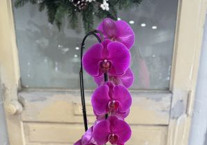 Elegant Orchid Planter