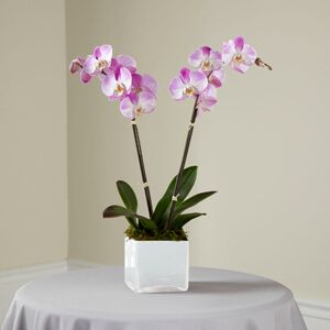 The Pink Orchid Planter