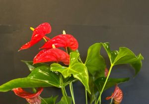 Christmas Anthurium