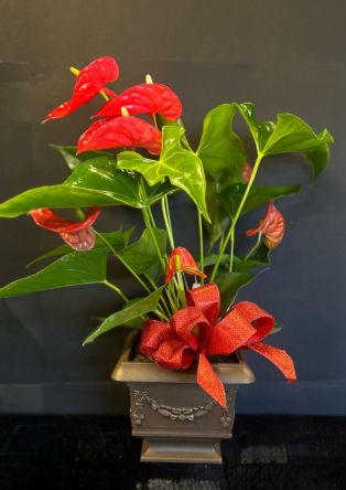 Christmas Anthurium