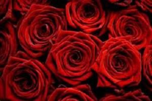 Red Roses Classic Dozen