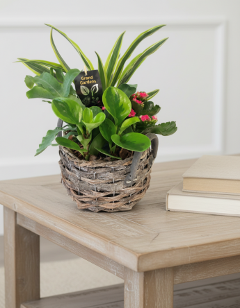 Blooming and Green Plants in a Container