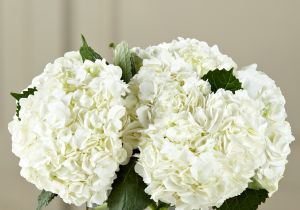 The White Hydrangea Bouquet