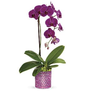 Elegant Orchid Planter