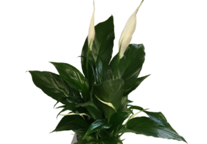 Peace Lily Plant