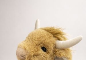 Scottie the Highland Cow