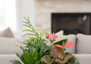 Signature Tropical Garden 