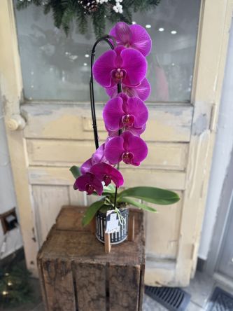 Elegant Orchid Planter