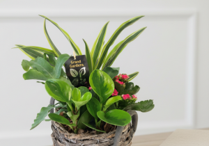 Blooming and Green Plants in a Container