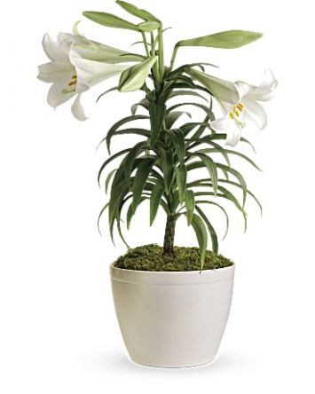Easter Lily 