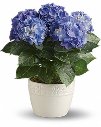 Blue Hydrangea