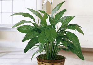 Peace lily plant