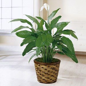 Peace lily plant