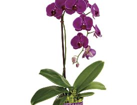 Elegant Orchid Planter
