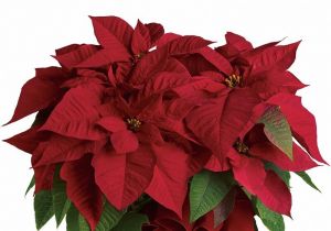 Large Red Poinsettia