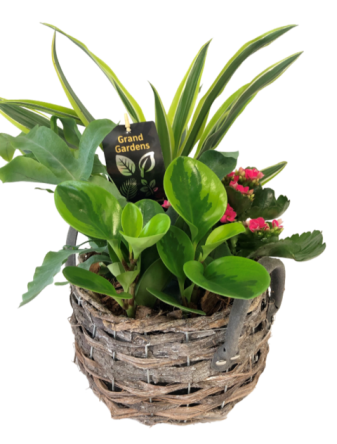 Blooming and Green Plants in a Container