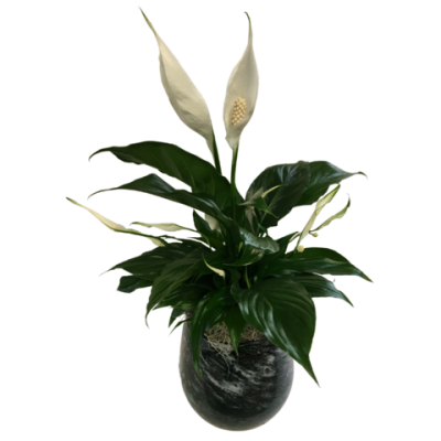 Elegant Peace Lily Planter