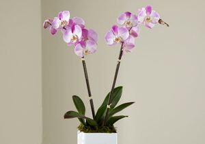 The Pink Orchid Planter
